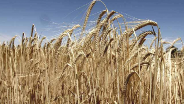 Foto - ABD Türk tarımını bitirdi! CIA belgelerinde ortaya çıktı, Türkiye ayağa kalkacak