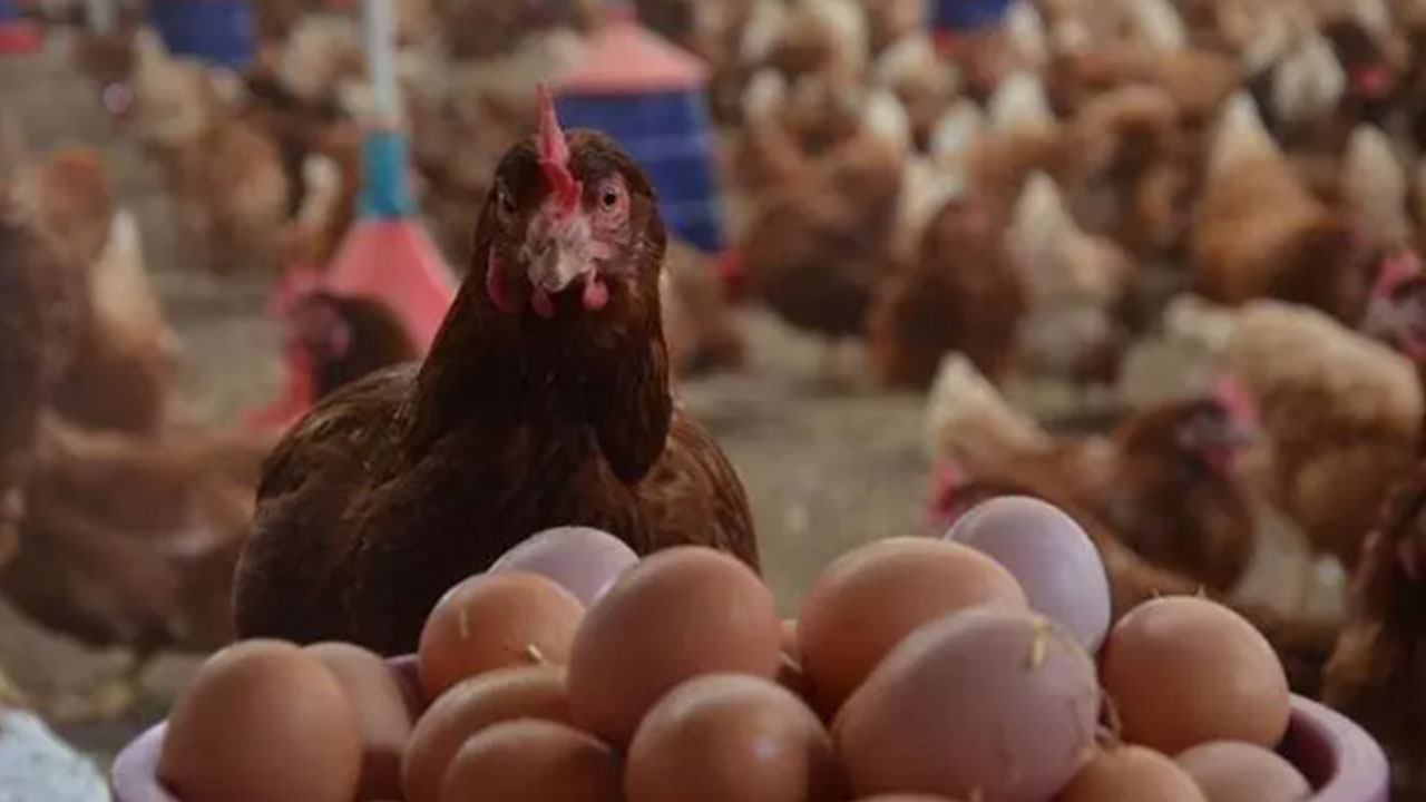 Foto - ABD, Türkiye'den 22 bin ton satın alacak! Anlaşma süper ama vatandaşı maalesef zam korkusu sardı