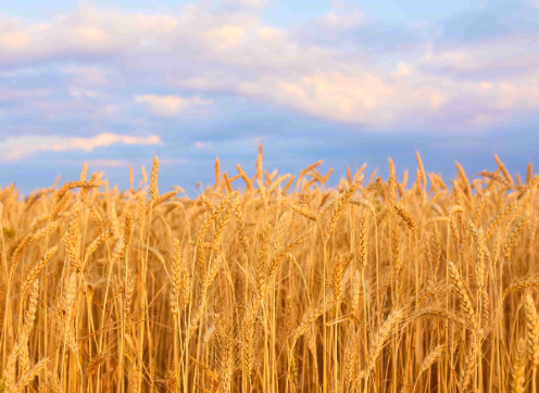 Foto - ABD ve Rusya'nın planı, Türkiye'nin teklifi! Dünya medyasında manşet