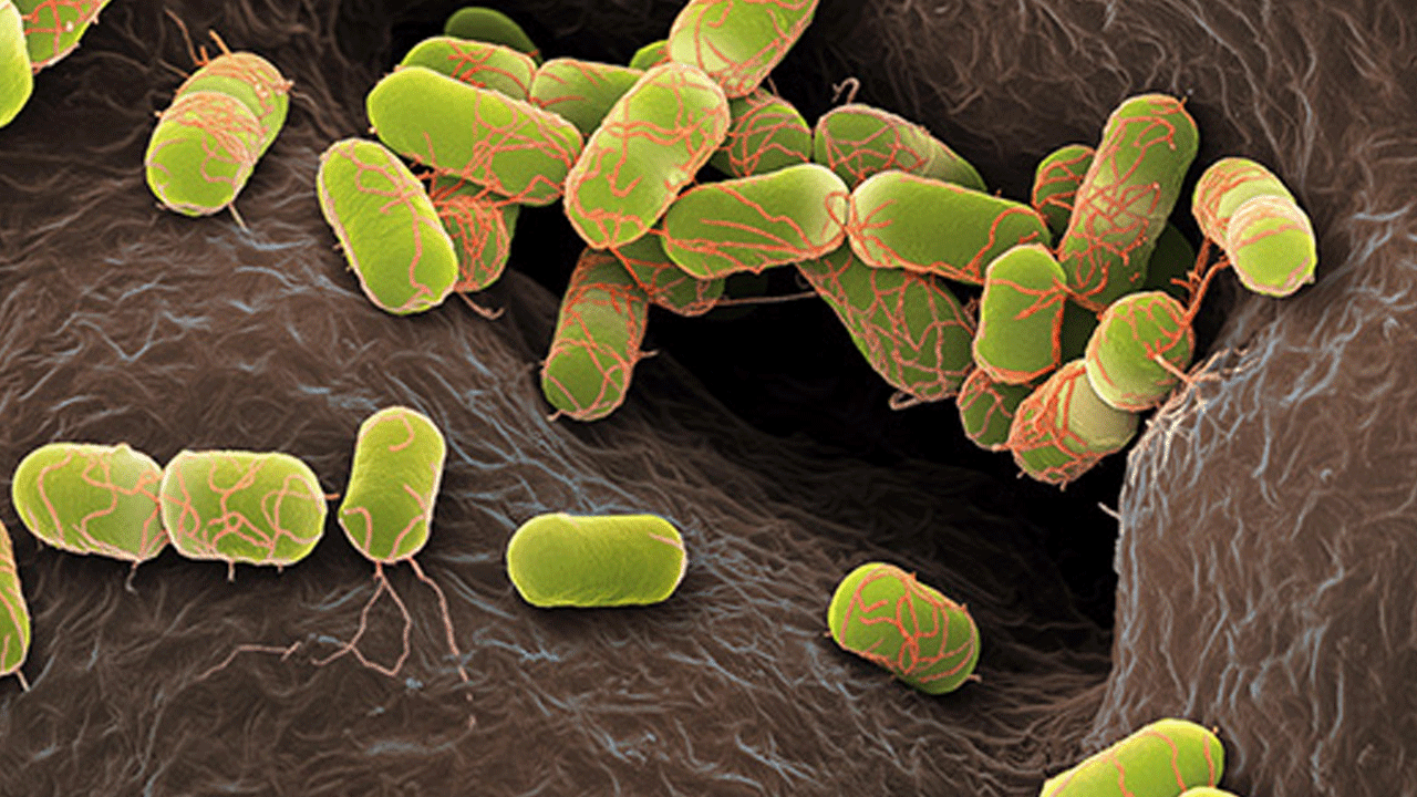 ABD'de alarm verildi: 4 kişi hayatını kaybetti!