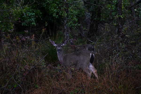 Foto - ABD’de fırtına hayatı olumsuz etkiledi