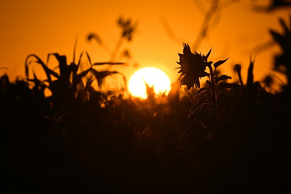 Foto - ABD’de herkes bu tarlaya akın ediyor