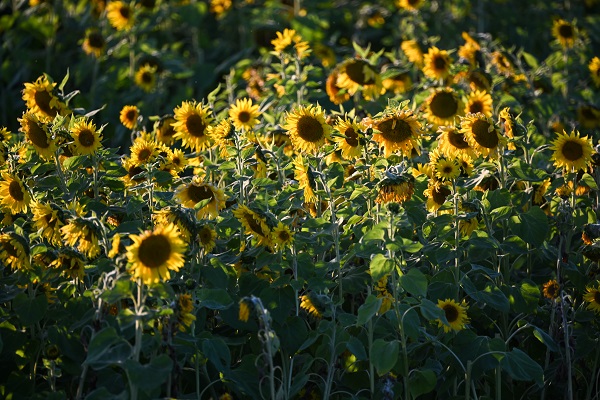Foto - ABD’de herkes bu tarlaya akın ediyor
