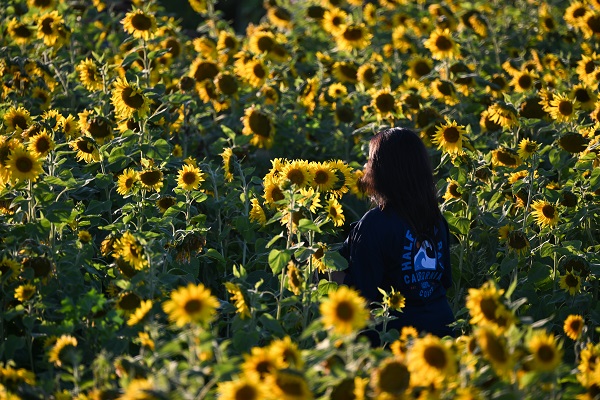 Foto - ABD’de herkes bu tarlaya akın ediyor