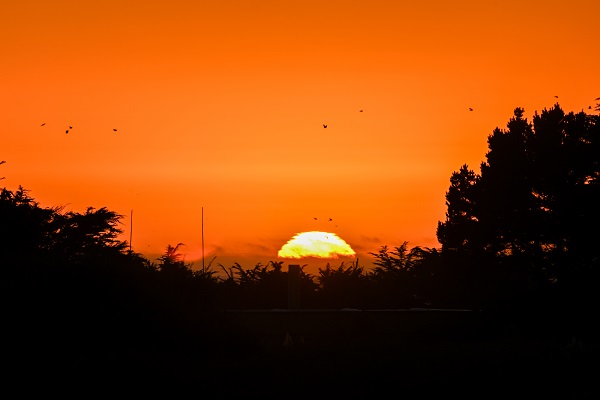 Foto - ABD’de herkes bu tarlaya akın ediyor