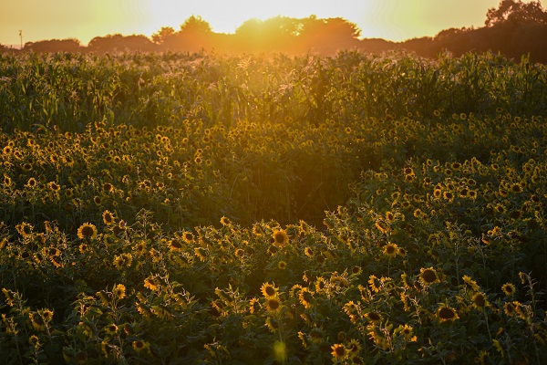 Foto - ABD’de herkes bu tarlaya akın ediyor