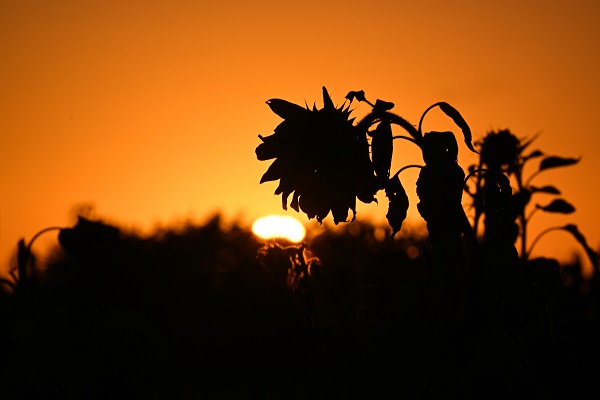 Foto - ABD’de herkes bu tarlaya akın ediyor