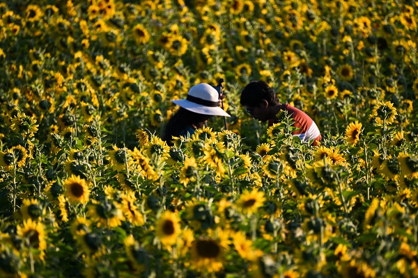 Foto - ABD’de herkes bu tarlaya akın ediyor