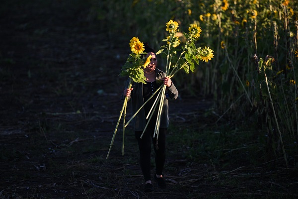 Foto - ABD’de herkes bu tarlaya akın ediyor