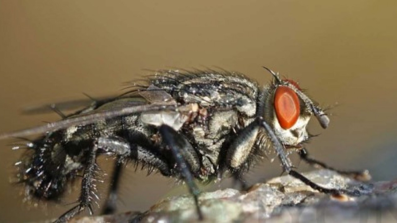 Foto - ABD'de kayda geçti: İlk kez insan vücuduna sızdı!