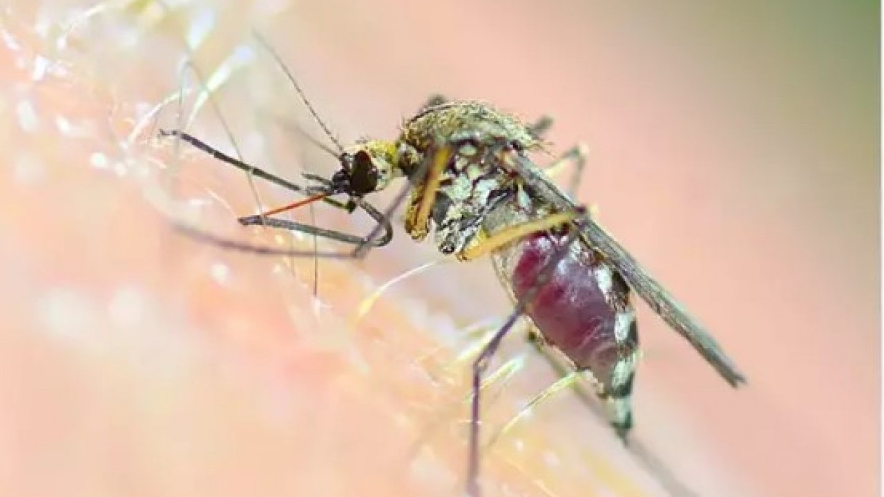 Foto - ABD'de kayda geçti: İlk kez insan vücuduna sızdı!