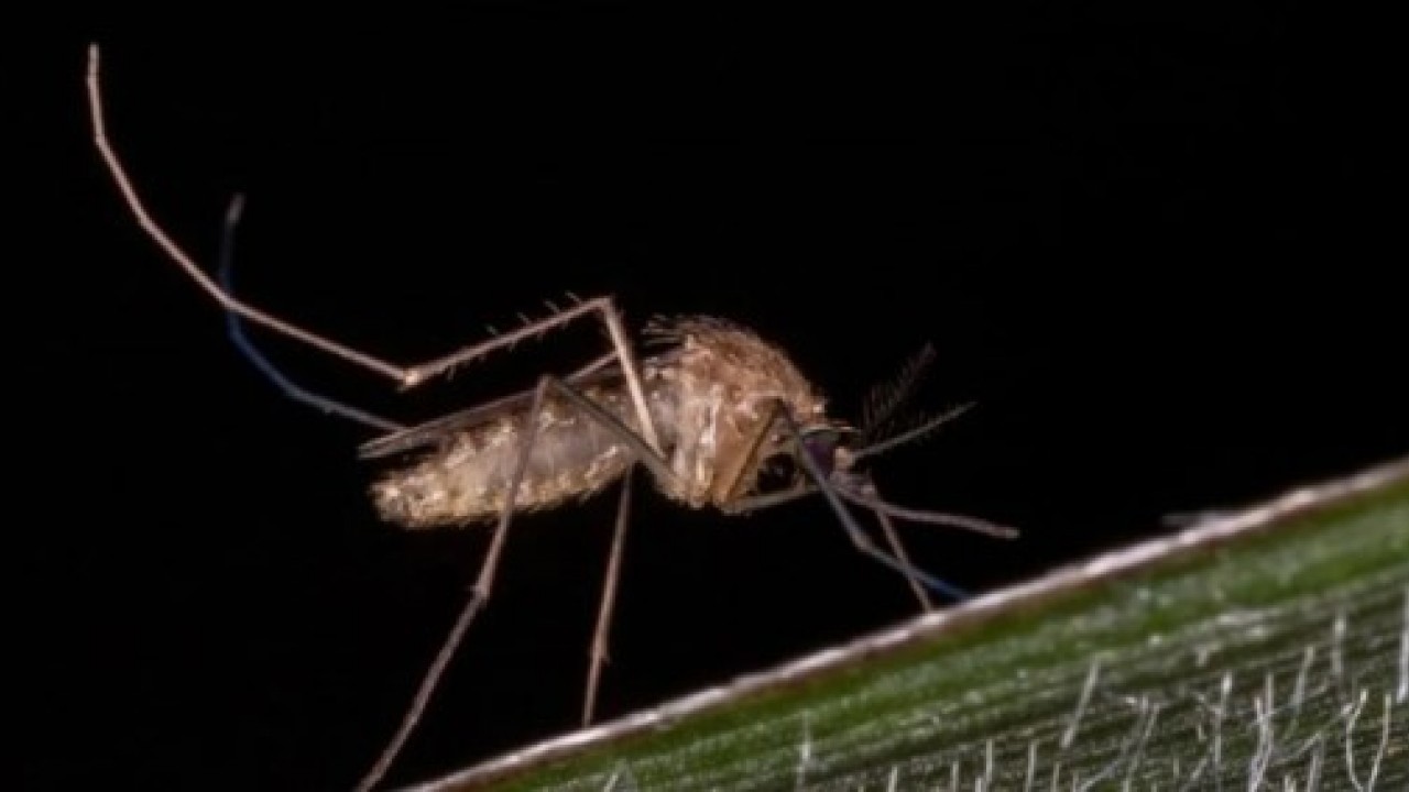 Foto - ABD'de kayda geçti: İlk kez insan vücuduna sızdı!