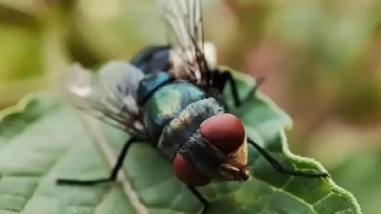 ABD'de kayda geçti: İlk kez insan vücuduna sızdı!