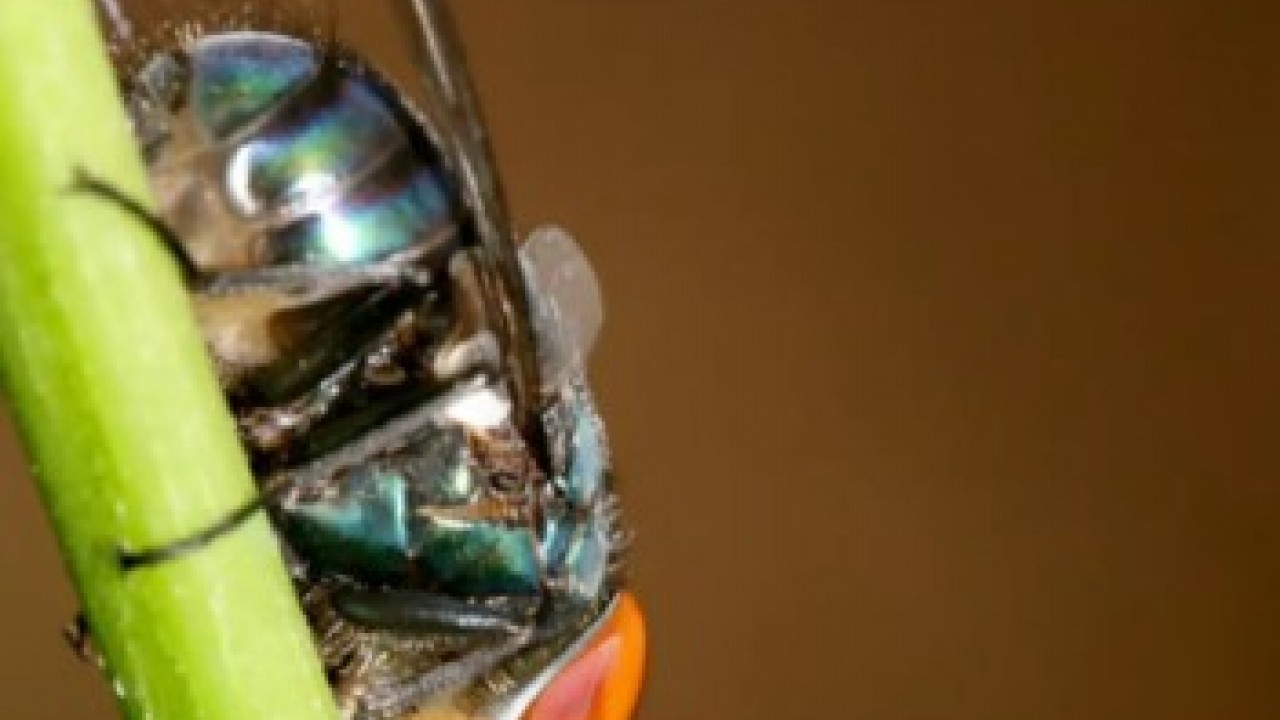 Foto - ABD'de kayda geçti: İlk kez insan vücuduna sızdı!