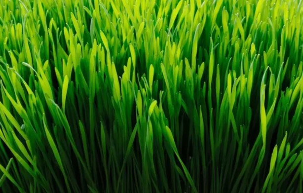 Foto - ABD'de ve Avrupa'da yok satıyor! Vücuttaki tüm zehri söküp atıyor