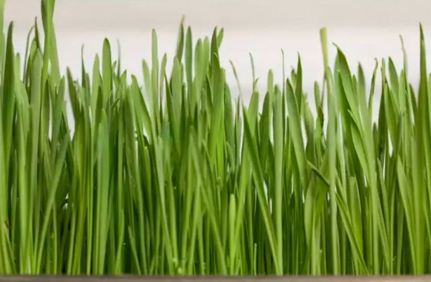 Foto - ABD'de ve Avrupa'da yok satıyor! Vücuttaki tüm zehri söküp atıyor