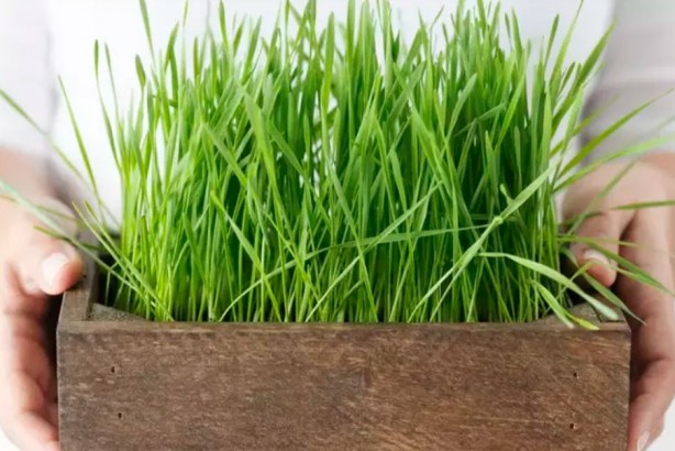 Foto - ABD'de ve Avrupa'da yok satıyor! Vücuttaki tüm zehri söküp atıyor