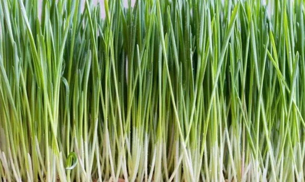 ABD'de ve Avrupa'da yok satıyor! Vücuttaki tüm zehri söküp atıyor