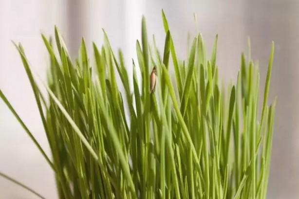 Foto - ABD'de ve Avrupa'da yok satıyor! Vücuttaki tüm zehri söküp atıyor