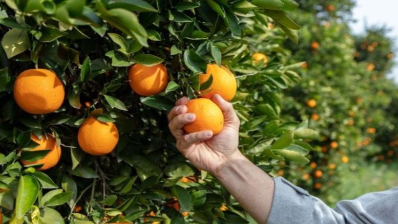 Foto - ABD’li bilim adamları açıkladı! Portakal mı greyfurt mu daha sağlıklı?