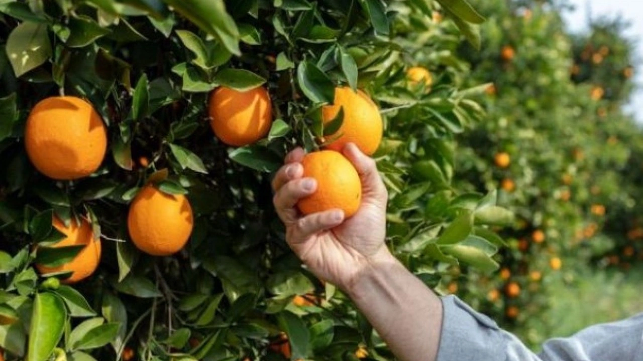 Foto - ABD’li bilim adamları yanıtladı! Portakal mı daha sağlıklı greyfurt mu?