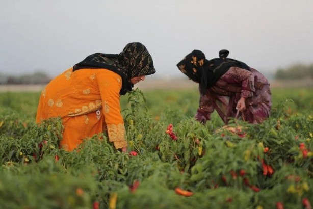 Foto - ABD'li bilim insanları açıkladı! Bu Türk baharatı karın bölgesindeki yağları eritip zayıflatıyor