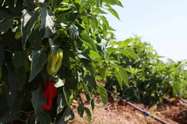 Foto - ABD'li bilim insanları açıkladı! Bu Türk baharatı karın bölgesindeki yağları eritip zayıflatıyor