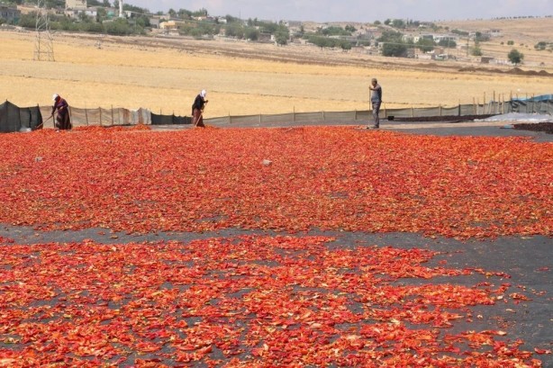 Foto - ABD'li bilim insanları açıkladı! Bu Türk baharatı karın bölgesindeki yağları eritip zayıflatıyor