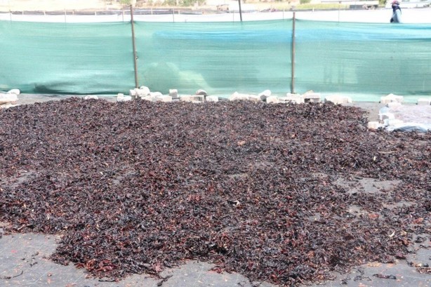 ABD'li bilim insanları açıkladı! Bu Türk baharatı karın bölgesindeki yağları eritip zayıflatıyor