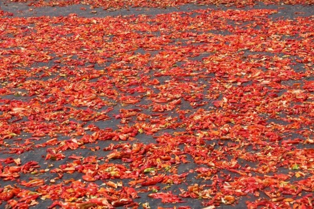 Foto - ABD'li bilim insanları açıkladı! Bu Türk baharatı karın bölgesindeki yağları eritip zayıflatıyor