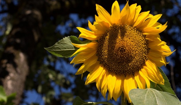 Foto - Yabancı şirket Türkiye'ye ayçiçek yağı operasyonu mu çekmek istedi? Bölgeye gelip tohum dağıttılar, olanlar oldu