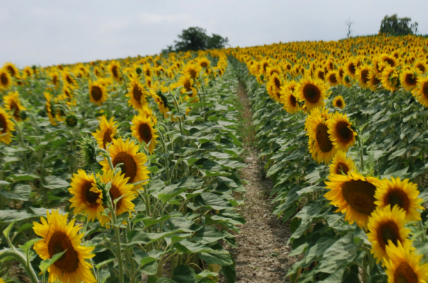 Foto - Yabancı şirket Türkiye'ye ayçiçek yağı operasyonu mu çekmek istedi? Bölgeye gelip tohum dağıttılar, olanlar oldu