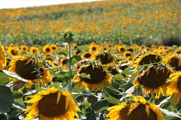 Foto - Yabancı şirket Türkiye'ye ayçiçek yağı operasyonu mu çekmek istedi? Bölgeye gelip tohum dağıttılar, olanlar oldu