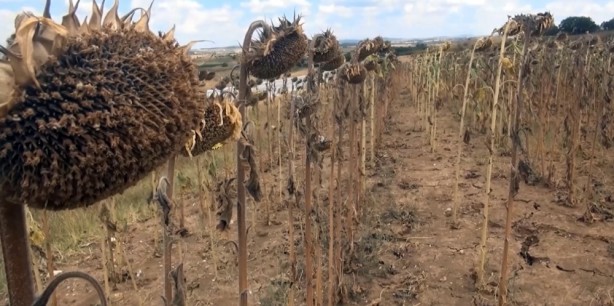 Foto - Yabancı şirket Türkiye'ye ayçiçek yağı operasyonu mu çekmek istedi? Bölgeye gelip tohum dağıttılar, olanlar oldu