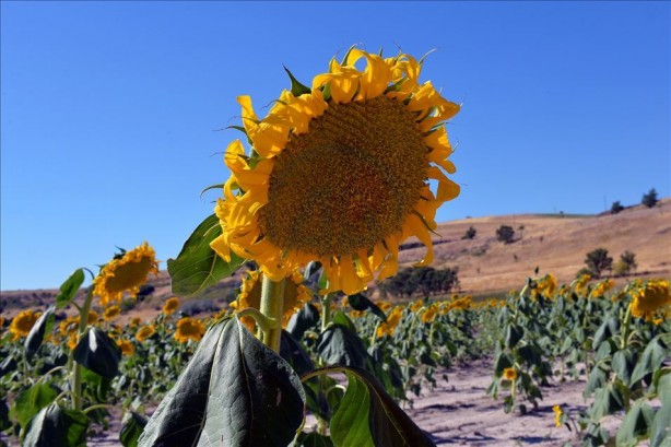 Foto - Yabancı şirket Türkiye'ye ayçiçek yağı operasyonu mu çekmek istedi? Bölgeye gelip tohum dağıttılar, olanlar oldu