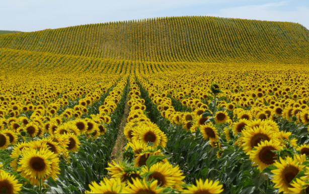 Foto - Yabancı şirket Türkiye'ye ayçiçek yağı operasyonu mu çekmek istedi? Bölgeye gelip tohum dağıttılar, olanlar oldu