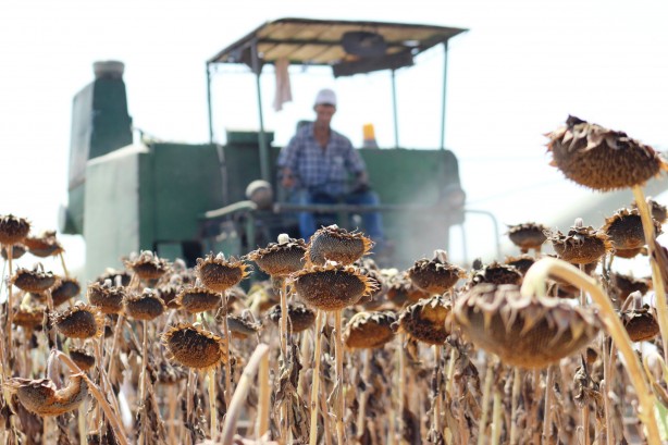 Foto - Yabancı şirket Türkiye'ye ayçiçek yağı operasyonu mu çekmek istedi? Bölgeye gelip tohum dağıttılar, olanlar oldu
