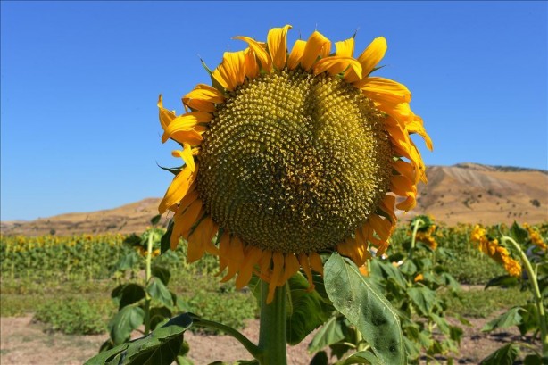 Foto - Yabancı şirket Türkiye'ye ayçiçek yağı operasyonu mu çekmek istedi? Bölgeye gelip tohum dağıttılar, olanlar oldu