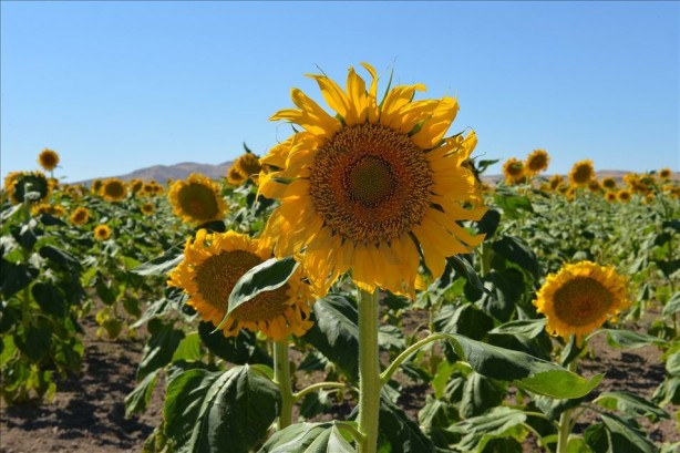 Foto - Yabancı şirket Türkiye'ye ayçiçek yağı operasyonu mu çekmek istedi? Bölgeye gelip tohum dağıttılar, olanlar oldu