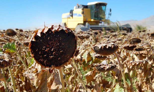 Foto - Yabancı şirket Türkiye'ye ayçiçek yağı operasyonu mu çekmek istedi? Bölgeye gelip tohum dağıttılar, olanlar oldu