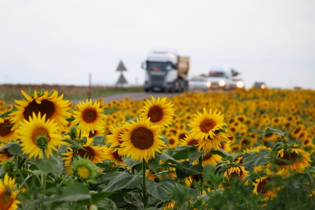 Foto - Yabancı şirket Türkiye'ye ayçiçek yağı operasyonu mu çekmek istedi? Bölgeye gelip tohum dağıttılar, olanlar oldu