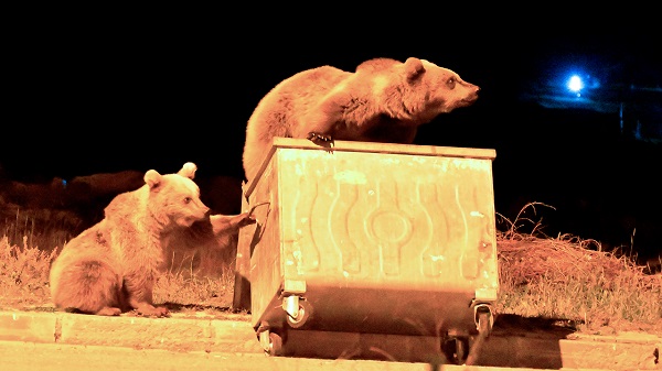 Aç kalan ayılar bakın ne yaptı! 