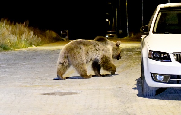 Foto - Aç kalan ayılar bakın ne yaptı! 