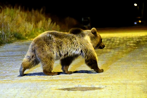 Foto - Aç kalan ayılar bakın ne yaptı! 