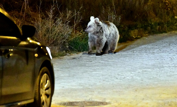 Foto - Aç kalan ayılar bakın ne yaptı! 