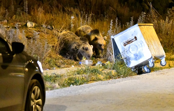 Foto - Aç kalan ayılar bakın ne yaptı! 