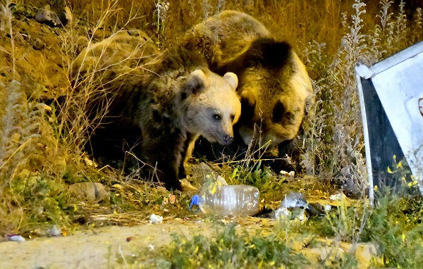 Foto - Aç kalan ayılar bakın ne yaptı! 