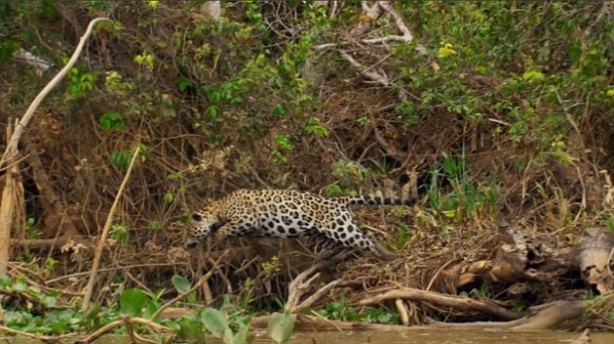 Foto - Aç kalan jaguar timsahı böyle avladı