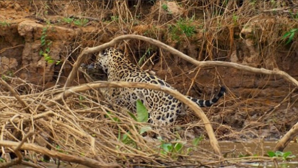 Foto - Aç kalan jaguar timsahı böyle avladı