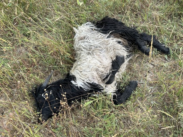 Aç kalan köpekler koyun sürüsüne daldı!